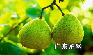 梨是酸性水果还是碱性水果呢 梨是酸性水果还是碱性水果