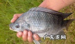 几月份罗非鱼最好钓? 钓罗非几月份好钓