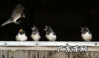 怎么养活燕子幼崽 如何养活燕子