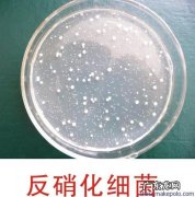 固氮菌和硝化细菌的区别？看完你就知道了!
