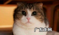 猫体质弱怎么增肥 猫体质弱怎么增肥最快