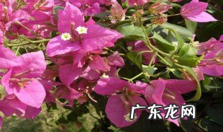 怎么样栽培三角梅 怎么样栽培三角梅花