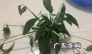 白掌可以浇啤酒吗 白掌可以浇啤酒水吗