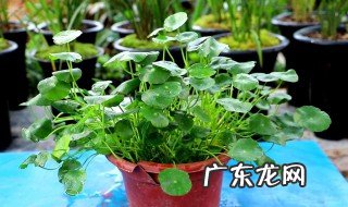 铜钱草夏天能晒太阳吗 铜钱草夏天能晒太阳吗怎么晒