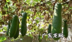 冬瓜喜欢什么环境 冬瓜适宜什么土壤与习性