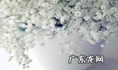 盆栽满天星种植方法图解 盆栽满天星怎么种植