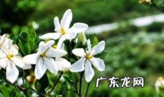 栀子花需要晒太阳吗 栀子花需要天天浇水吗
