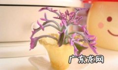 七宝树锦怎么养 七宝树锦开花