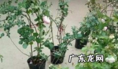 蔷薇扦插多久开花 蔷薇花扦插后多久能活