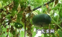 南瓜和丝瓜能不能一起种植 南瓜和丝瓜能不能一起种