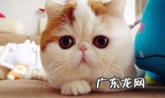 猫怎样驱虫 猫怎样驱虫便宜