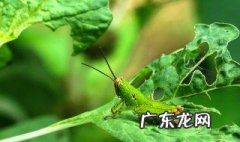 蝗虫喜欢吃啥 蝗虫喜吃什么作物