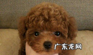 泰迪狗狗吃什么饭 泰迪狗吃什么家常饭