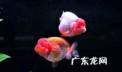 兰寿吃什么虫子好养 兰寿吃什么虫子好