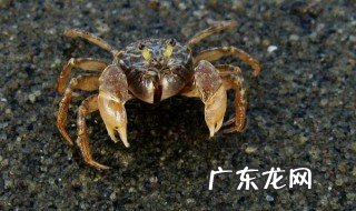 河边的小螃蟹吃什么 河边小螃蟹吃什么