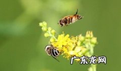 遇到黄蜂怎么办呀 遇到黄蜂要怎么办