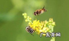《昆虫记》中泥蜂的特点 昆虫记中泥蜂吃什么