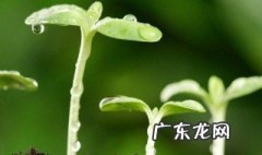 关于春天的诗歌小学生 关于春天的诗歌
