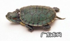 小乌龟冬天吃什么食物 小乌龟冬天都吃什么