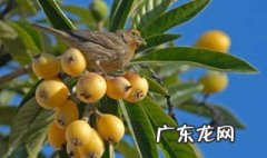 枇杷树开裂怎么办小妙招 枇杷树开裂怎么办