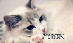 猫一直拆家怎么办 猫天天拆家怎么办
