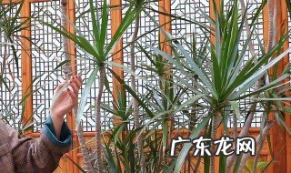 七彩铁好养活吗 七彩铁的养护要点