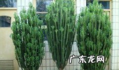 龙骨怎么移栽 龙骨怎么移栽埋多深