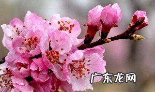 含有杏花的诗句 写两句含有杏花的诗句