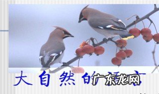 大自然的语言有哪些 大自然的语言有哪些举例子的句子