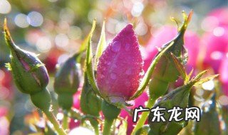 买的鲜花花苞不开花 鲜花花苞不开怎么办