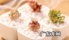多肉不长杆子怎么办 多肉不长怎么办?