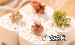多肉不长杆子怎么办 多肉不长怎么办?