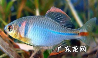 淡水鱼有哪些品种 淡水鱼有哪些