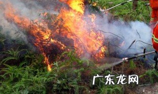 森林防火宣传标语 2023年森林防火宣传标语