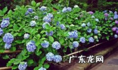 绣球花对土的要求 绣球花种植土
