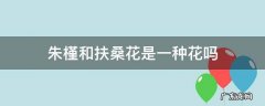 扶桑花,木槿花,朱槿花有什么区别 朱槿和扶桑花是一种花吗