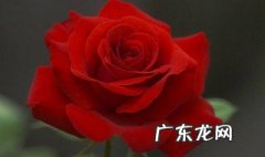 玫瑰花掉叶子是怎么回事? 玫瑰花掉叶子怎么回事