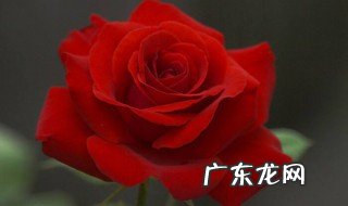 玫瑰花掉叶子是怎么回事? 玫瑰花掉叶子怎么回事