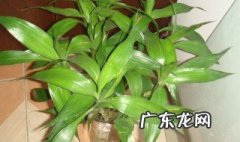 富贵竹土养怎么栽培视频 富贵竹土养怎么栽