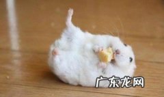 奶茶仓鼠可以吃什么 奶茶仓鼠能吃什么水果