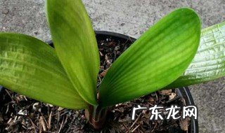 君子兰五月份能换盆吗 君子兰5月开花