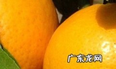 年桔的功效作用与禁忌 年桔的功效作用
