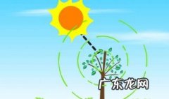 光合作用的反应式和反应条件 光合作用的反应式子