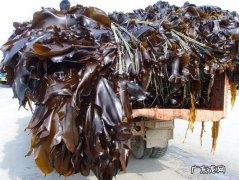 买来的生海带怎么处理？教你1个妙招,简单又有效!