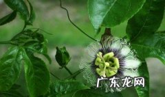 百香果如何开花 百香果如何开花结果多