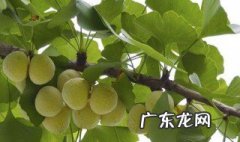 银杏果的功效与作用是什么 银杏果的功效与作用分别有哪些呢?