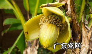 香蕉花朵有什么作用 香蕉花有什么作用?