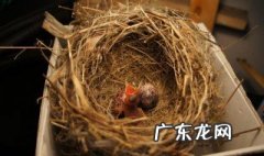 刚出生的小鸟怎么喂养 刚出生的小鸟怎么喂养好