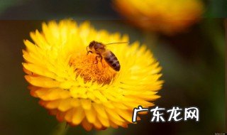 植物花粉有什么用处