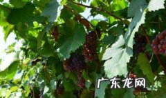 葡萄种多少年才能开花结果 葡萄养多长时间会开花